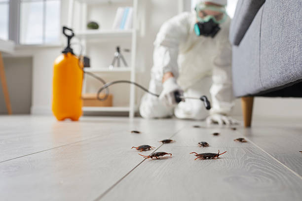 Affordable Ant Control solutions in Canadian, TX